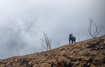 Uno de los osos andinos que visitó el Parque Nacional Natural Chingaza en Cundinamarca. FOTO: Alcaldía de Bogotá