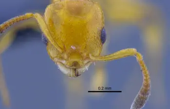 Investigadores colombianos descubrieron tres nuevas especies de hormigas —en la foto, una de ellas, la Nesomyrmex konina— en el bosque seco tropical, un ecosistema amenazado y poco estudiado. FOTOS cortesía Roberto José Guerrero