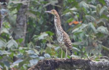El vaco cabecinegro es una especie que se ve, más que todo, en Brasil, Argentina, Guyana y Costa Rica. FOTO: CORTESÍA ALCALDÍA DE MEDELLÍN