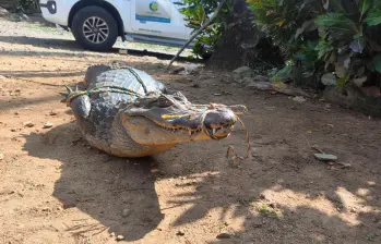 Hábilmente inmovilizada, así encontraron los profesionales biólogos y veterinarios a la babilla que luego fue liberada en una zona segura. FOTO: Cortesía