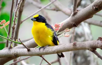Una cuarta parte de las especies de aves del Valle de Aburrá ha sido registrada en Ciudad Universitaria, esta, por ejemplo es la Euphonia laniirostris. FOTO cortesía Sergio Chaparro Herrera