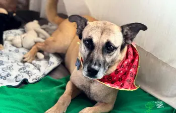Odie era toda una institución en La Perla. Nunca tuvo suerte en las jornadas de adopción, hasta que Daniela y Juan Guillermo lo conocieron. FOTO: CORTESÍA ALCALDÍA DE MEDELLÍN