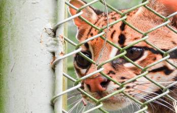 Este es el ocelote rescatado en Copacabana. Tiene lesiones en las almohadillas de las cuatro patas, una herida, anemia severa y deshidratación. FOTO Área Metropolitana