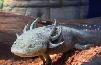 El ajolote es una especie originaria de México conocida por su capacidad para regenerar órganos y tejidos. imagen tomada de Atlantis Aquarium. 