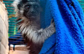 El tití cabeciblanco es una especie oriunda de los bosques del nordeste de Colombia, especialmente de las cuencas de los ríos Atrato y Magdalena. FOTO: CORTESÍA AMVA