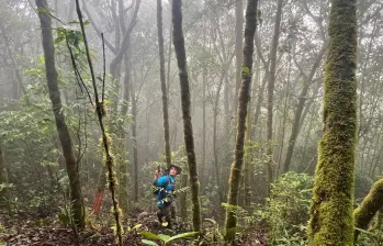 La recuperación de senderos alcanzó los 57.000 metros cuadrados en 2025. FOTO: CORTESÍA ALCALDÍA DE MEDELLÍN