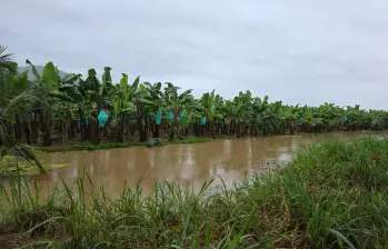 Según Asbama, este impacto pone en riesgo la competitividad del banano colombiano en mercados internacionales y compromete la estabilidad financiera de los productores locales. Foto: Cortesía