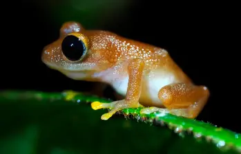 Esta es la ‘Pristimantis chalceus’, una especie que habita en La Planada. FOTO: Claudia Lansac