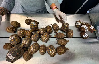 Esta especie es en su mayoría herbívora y cumple un papel determinante como dispersor de semillas. FOTO: AMVA