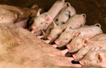 El ICA intenta blindar a Colombia prohibiendo el ingreso de productos derivados del cerdo de España. FOTO suministrada por el ICA