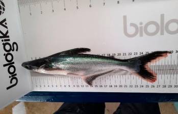 El pez basa es una especie ilegal en Colombia, pero que se vende como pan caliente en Colombia. FOTO cortesía de la Corporación Autónoma Regional del Atlántico. 