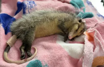El Centro de Atención y Valoración de Fauna Silvestre de Cornare ha atendido a 135 animales silvestres que fueron atacados por gatos y perros. Foto: Jaime Pérez Munévar