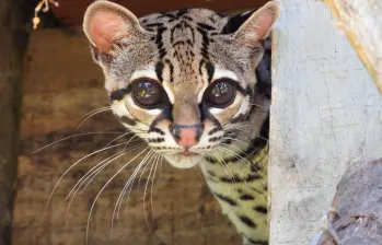 El margay (en la foto está el recuperado en Bello) es uno de los felinos más arborícolas de América: su anatomía le permite cazar y desplazarse casi por completo en las copas de los árboles, donde cumple un rol clave en el control de presas. FOTO cortesía Área Metropolitana del Valle de Aburrá