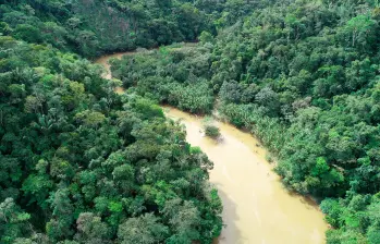 En 2024, la jurisdicción de Cornare registró 343 hectáreas deforestadas, menos del 0,5 % del total nacional. FOTO cortesía Cornare