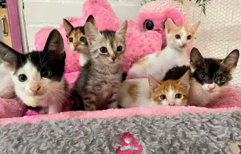 Los gatos fueron introducidos en Europa a través del Mediterráneo. Foto EL COLOMBIANO