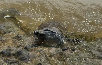 Las torturas fueron encontradas en viviendas, negocios y decomisadas durante operativos contra el tráfico de fauna silvestre. FOTO: Cortesía Área Metropolitana
