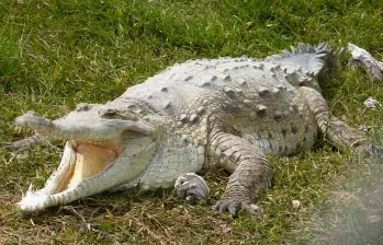 El Ministerio de Ambiente confirmó el inicio de la alimentación complementaria para los caimanes llaneros que permanecen en el Parque Agroecológico Merecure, como parte del plan de recuperación y conservación de la especie. FOTO: Colprensa. 
