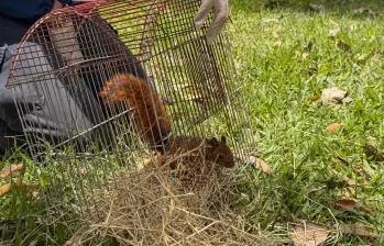 Ardillas y zarigüeyas son algunos de los mamíferos que fueron liberados en la Reserva Natural del Club Campestre El Rodeo. FOTO: Área Metropolitana del Valle de Aburrá
