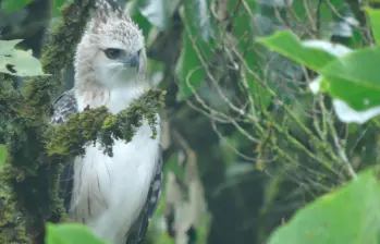 Dos ejemplares juveniles de águila crestada fueron fotografiados en vuelo sobre los bosques del sur del Valle de Aburrá, un registro inédito para Medellín. FOTO cortesía Alcaldía de Medellín