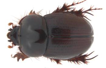 La nueva especie, Aegidinus elbae, fue oficialmente descrita en junio de 2023. FOTO cortesía instituto humboldt. 