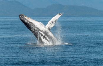 El 19 de febrero se conmemora el Día Mundial de las Ballenas. FOTO: Pixabay