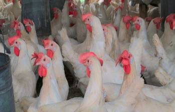Colombia logró su primera exportación de pollo a Japón. FOTO: Colprensa