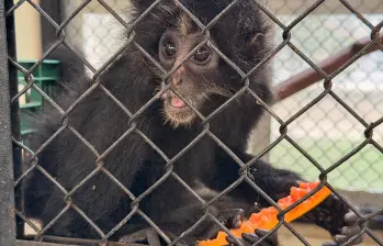 El mono araña, especie en grave riesgo de extinción, es una de las especies que fueron rescatadas o decomisadas e ingresarán al Parque de la Conservación. FOTO: cortesía Área Metropolitana