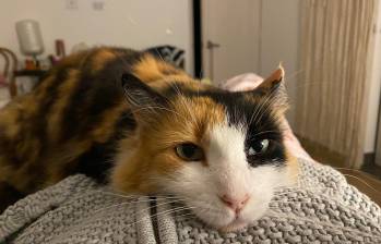 Filomena fue adoptada en medio de la pandemia, murió semanas atrás. Foto: Cortesía