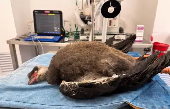El chavarrí llegó con bajo peso y una deteriorada condición física. Se le realizarán procedimientos médicos y de rehabilitación para evaluar su regreso a su entorno natural. Foto: cortesía.