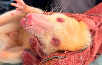 Los especialistas llevaban cinco años sin avistar zarigüeyas de esta especie que carece de pigmentación en el pelo, la piel y los ojos. FOTOS: AMVA 