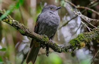 El arrierito antioqueño es una de las especies amenzadas por el conflicto armado. FOTO: Fabrice Schmitt / eBird