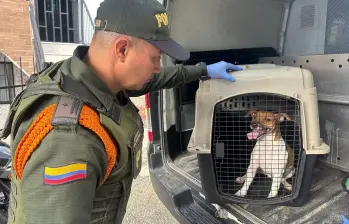 Personal de la Policía verificó el caso y trasladó al perro al Centro de Bienestar Animal La Perla. FOTO Policía Metropolitana. 