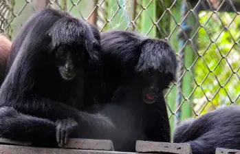 El mono araña es una imponente especie que se encuentra en peligro de extinción. FOTO: CORTESÍA AMVA