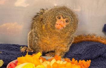 Este primate es llamado pigmeo por su minúsculo tamaño, de 12 a 15 centímetros aproximadamente. Foto: cortesía.