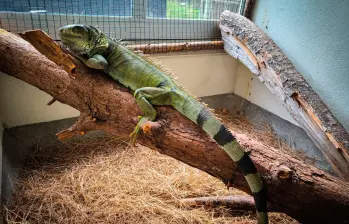 La iguana se convirtió en un animal manso, que no huía con la presencia de los humanos, producto de su permanencia en cuativerio por tanto tiempo. FOTO: CORTESÍA AMVA