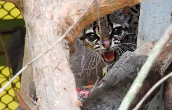 El largo proceso de readaptación buscaba despertarle sus instintos naturales orientados al acecho y la caza. FOTO: Cortesía Corantioquia