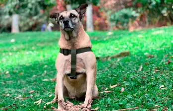 Odie fue rescatado desorientado en la vías del metro y se ha convertido en uno de los más carismáticos y tranquilos habitantes de La Perla. FOTO: CORTESÍA