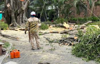 De a poco, los operarios del Jardín Botánico van cortando el enorme árbol del tradicional barrio. FOTO: Cortesía.