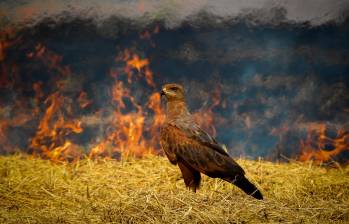 La imagen con la que Alberto Peña ganó el reconocimiento de la National Audubon Society. FOTO cortesía Alberto Peña