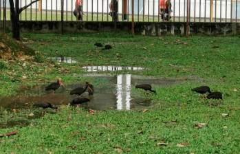 “Ibis negros (Phimosus infuscatus) beben y chapucean en los charcos que forman las lluvias en el Parque Los Almendros de Envigado. ¿Qué va a pasar cuando amplíen la pista y lo que es verde y agua se convierta en cemento?”, escribió Óscar Darío Montoya en X. Foto: Tomada de la cuenta de X @Oscarmon. 