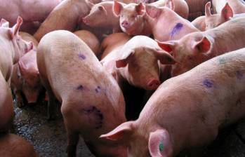 La carne de cerdo colombiana ya cuenta con luz verde para su ingreso a Filipinas. Entre enero y julio de este año, Colombia exportó US$583.159. FOTO EL COLOMBIANO