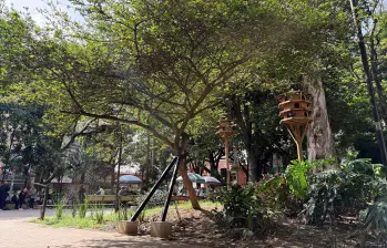 Con el abrazo de la muletica se espera que el carbonero supere una etapa crítica y se mantenga firme varios años más. FOTO: CORTESÍA ALCALDÍA DE MEDELLÍN