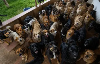 El sostenimiento de los 235 perros, cada día, cuesta cerca de 500 mil pesos. Para los 45 gatos son, cada semana, 134 mil pesos. El traslado tiene un valor estimado en 350 millones de pesos. 