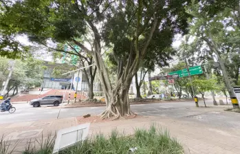 Árbol patrimonial sembrado hace 80 años que talarán en El Poblado. FOTO: ALCALDÍA DE MEDELLÍN