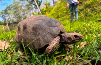 Las tortugas morrocoy fueron liberadas en un bosque ubicado en jurisdicción del distrito de Cartagena. FOTO: Cortesía Área Metropolitana del Valle de Aburrá