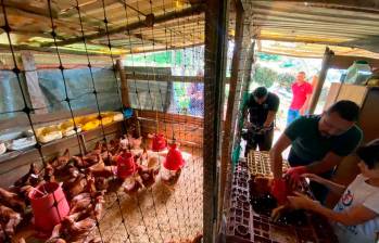 Gracias a la solidaridad, Jénnifer y su familia pudieron darle una segunda vida a su granja avícola en Rionegro. FOTOS Cortesía