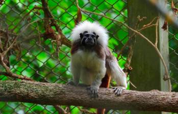Tití cabeciblanco, primate endémico del Caribe colombiano en proceso de rehabilitación en el CAVR del Valle de Aburrá. FOTO cortesía Área Metropolitana