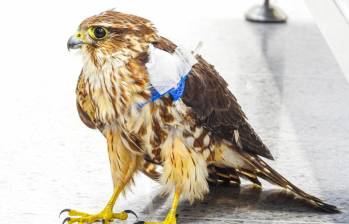 Un búho rayado quedó herido tras caer al patio de una casa por el aturdimiento de la pólvora. FOTO: Área Metropolitana del Valle de Aburrá