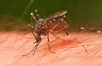 Un mosquito de la especie Ochlerotatus notoscriptus alimentándose de un humano. Foto: Agencia Sinc