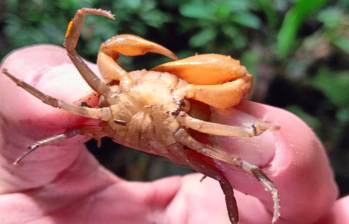 Este cangrejo puede tener caparazones acorazonados que pueden medir entre 2,5 y 10 centímetros. FOTO: Cortesía Corantioquia